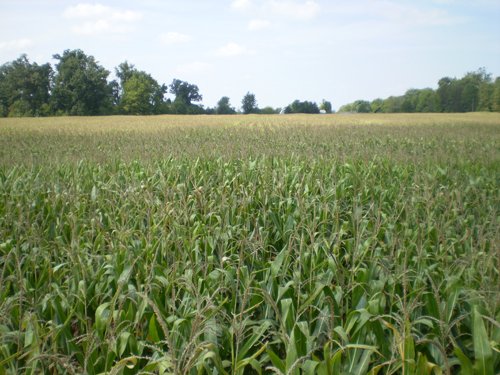 Property photo 25 - 40 Acres in 4 Tracts - Great Location!